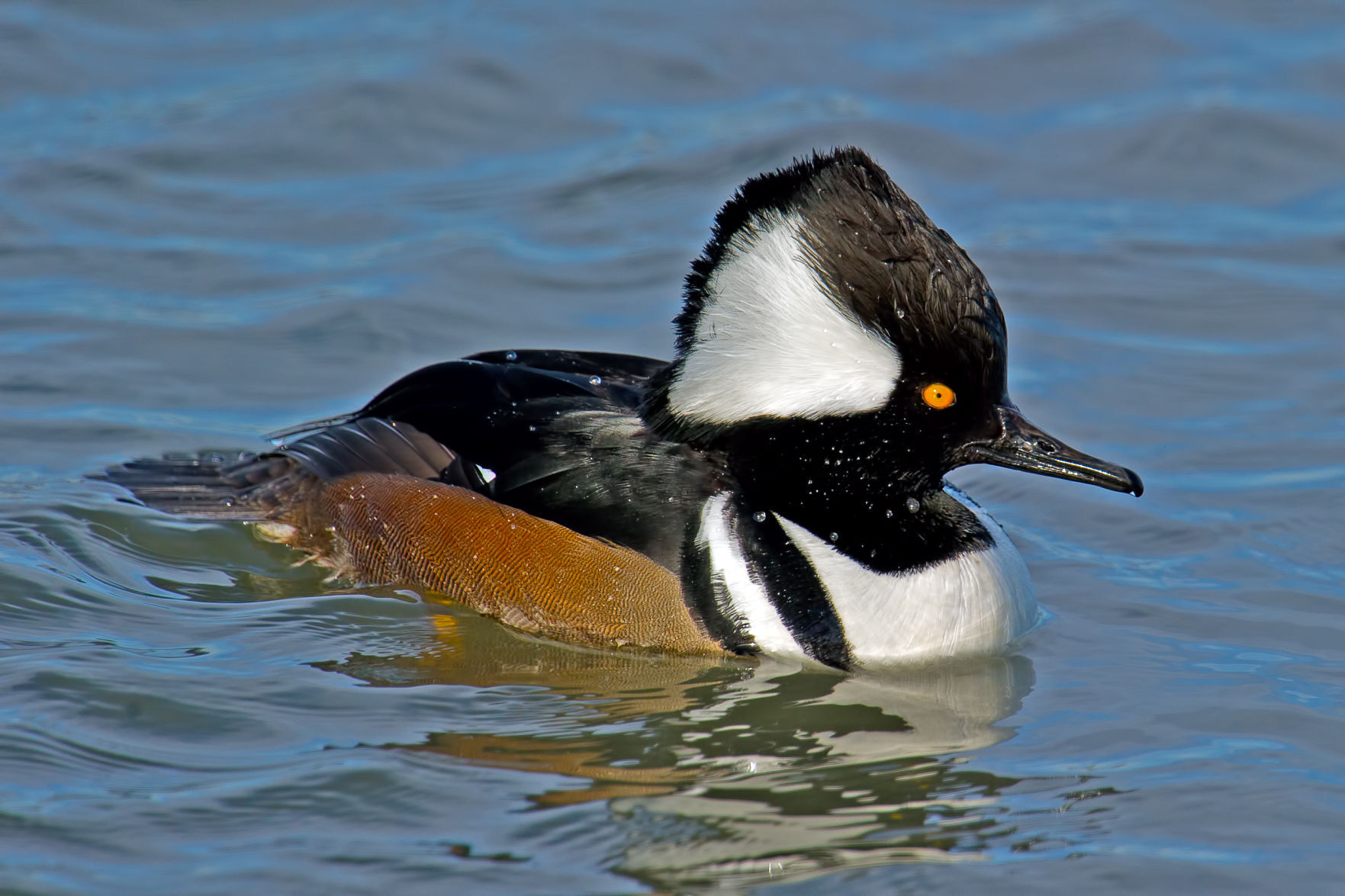 Hooded merganser